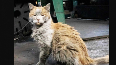 Illustration : Venu au monde dans un atelier de locomotives, ce chat est devenu la mascotte respectée et adorée des ouvriers