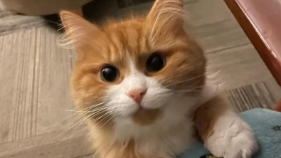 Illustration : Très peureux et sur ses gardes, ce chat découvre qu’il peut faire confiance à celle qui lui a tendu la main