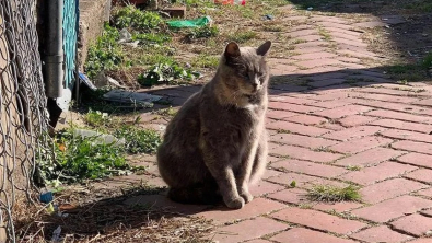 Illustration : "Consciente d’être dans le besoin, cette chatte sur le point d’accoucher sollicite l’aide d’une bénévole"