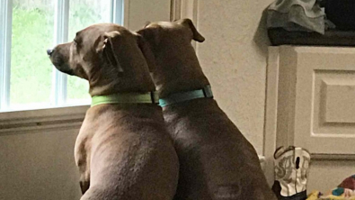 Illustration : "5 ans après avoir adopté son chien, une femme vit 2 incroyables coïncidences et ne peut s’empêcher de penser qu’elle a retrouvé sa famille"