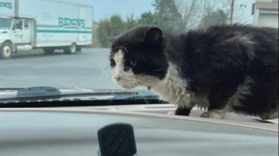 Illustration : "Remarquant la présence d’un chat errant sur un parking, une femme décide d’agir et lui offre une seconde chance"