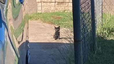 Illustration : "Assis devant une habitation, ce chaton demandait de l’aide et a reçu bien plus que ce qu’il espérait"