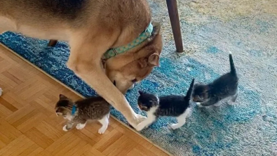 Illustration : "Ayant échappé à l’euthanasie, ce chien dédie désormais son temps à l’accueil de chatons sauvés de l’errance (vidéo)"