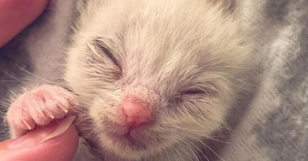 La transformation d’un chaton qui ne pesait que 99 grammes le jour de son sauvetage