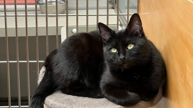 Illustration : À cause de sa couleur, cette chatte ne retient toujours pas l’attention des adoptants après 200 jours