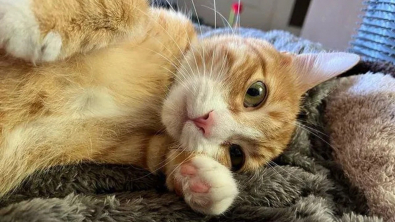Illustration : "Secourue alors qu’elle était blessée, cette chatte a réservé une belle surprise à ses sauveteurs"