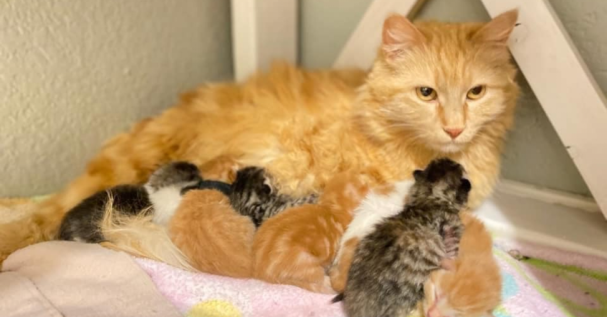 En entendant des chatons miauler, une mère chatte ne peut s’empêcher de