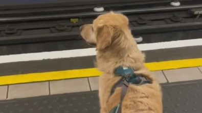 Illustration : Fan des trajets en métro, ce chien illumine la journée des passagers (vidéo)