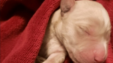 Illustration : Alertée par des cris, une femme découvre un tout jeune chiot avec son cordon ombilical abandonné sur le trottoir