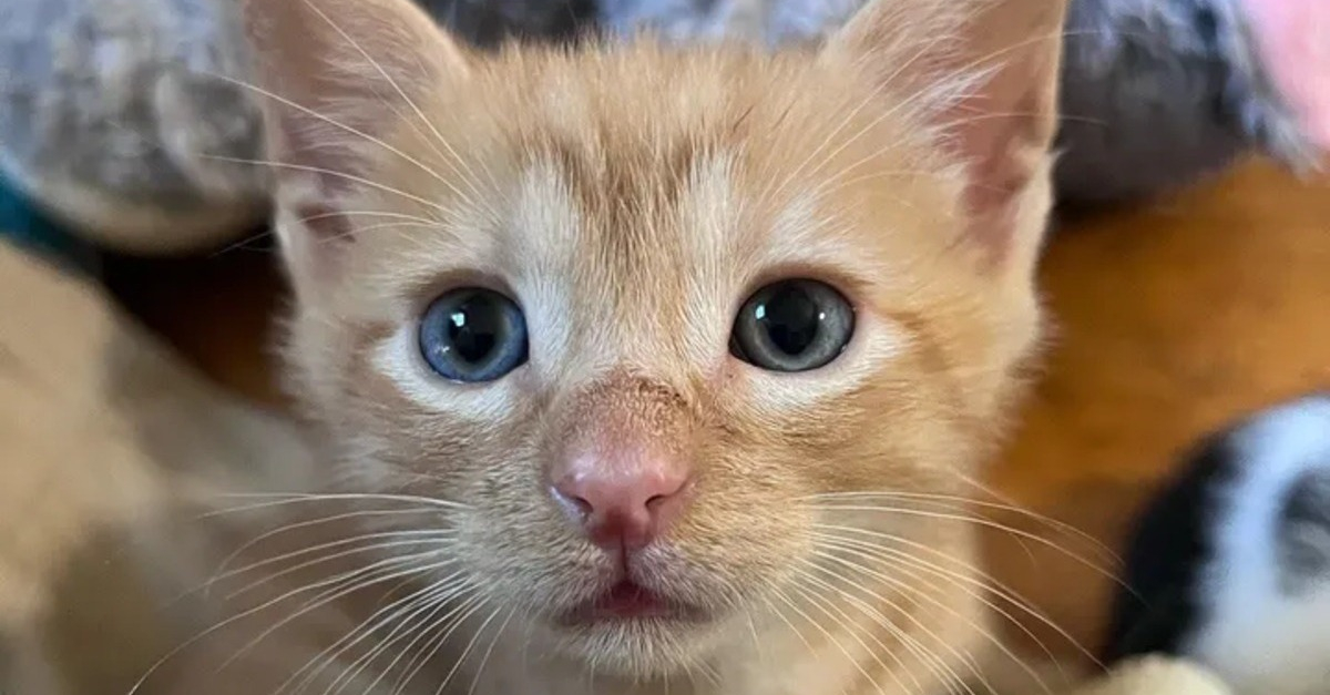 Recueilli auprès de ses 6 frères et sœurs, un chaton montre à sa mère d
