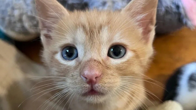 Illustration : Recueilli auprès de ses 6 frères et sœurs, un chaton montre à sa mère d’accueil à quel point il est motivé pour s’en sortir