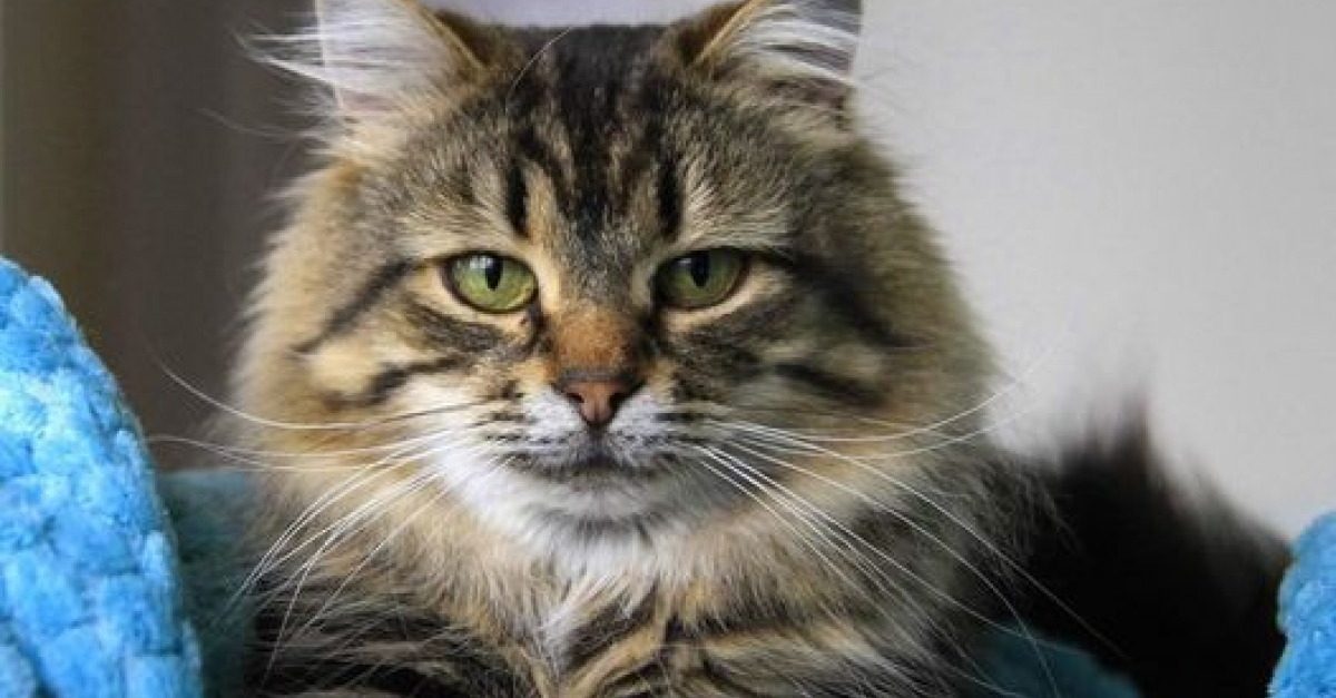 Une chatte rachitique repérée dans une ferme cachait une belle surprise ...