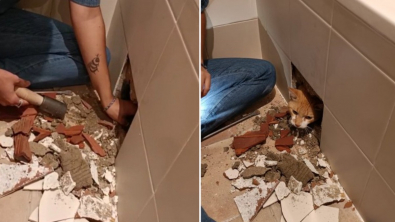 Illustration : Un chat disparaît durant les travaux effectués dans sa maison et fait entendre ses miaulements depuis un endroit improbable
