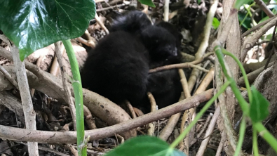 Illustration : Après une longue enquête, une bénévole fait la rencontre d’une famille de chats installée dans un nid, en haut d’un arbre