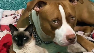 Illustration : Connu pour son aversion pour les chats, un Pitbull surprend sa maîtresse en se liant d’amitié avec le dernier arrivé de la maison (vidéo)