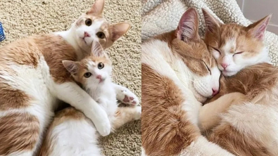 Illustration : Malgré leurs différences et leurs difficultés passées, deux chats nouent une relation attendrissante et durable