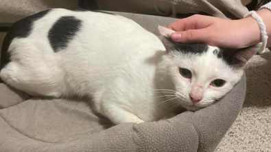 Illustration : En rejoignant sa famille d’accueil en avion, un chat panique et devient ingérable dans l’aéroport