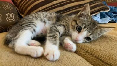 Illustration : "Très réservé, un chaton soutenu par sa famille d’accueil prend confiance en lui et en son entourage"