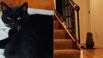 Illustration : Les propriétaires de ce chat ne pensaient jamais devoir faire face à l’intrusion d’une otarie dans leur domicile