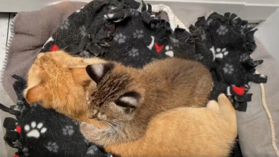 Illustration : Sans maman pour l’élever, un jeune lynx trouve le réconfort nécessaire auprès d’une chatte choisie pour sa douceur et sa capacité à s’adapter