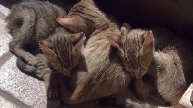 Illustration : Après la rencontre de 3 chatons en Italie, un couple fait appel à la générosité de sa communauté pour une adoption en bonne et due forme
