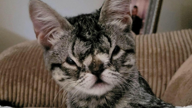 Illustration : À cause d’une malformation congénitale, une chatte peine à trouver ceux ou celles qui voudraient bien l’accueillir pour la vie