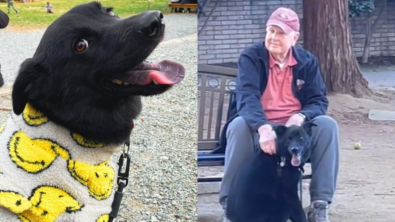 Illustration : Ce chien disparaît de la vue de sa maîtresse pour rejoindre un passant en manque d’affection (vidéo)
