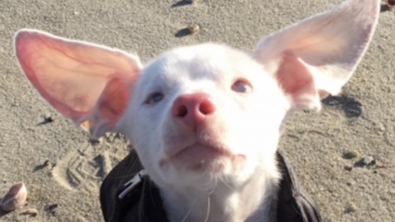 Illustration : L’histoire de Piglet, un chien sourd et aveugle ayant l’apparence d’un jeune cochon