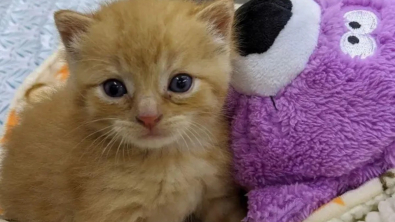 Illustration : Après avoir été abandonné à un très jeune âge, un chaton devient un repère pour les nouveaux arrivants du refuge