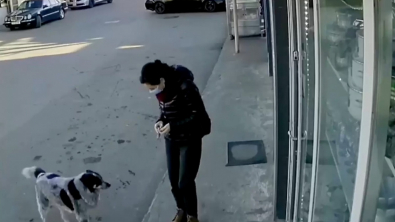 Illustration : "Récoltées grâce à une caméra de surveillance, des images montrent l’évolution d’une belle amitié tissée entre une commerçante et des chiens errants (vidéo)"