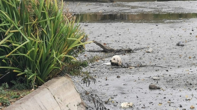Illustration : "En plongeant dans un lac partiellement asséché , un chien se retrouve pris au piège (vidéo)"