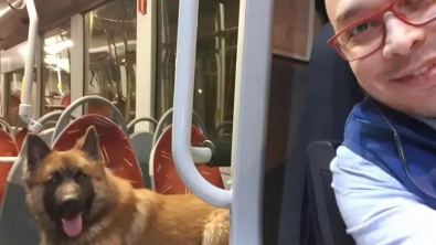 Illustration : Un chauffeur de bus accueille un chien perdu à bord de son bus et fait tout pour l’amener à bon port 