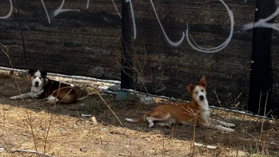 Illustration : Lié par un abandon et une expérience traumatisante, un duo canin extrêmement soudé ne compte pas être séparé