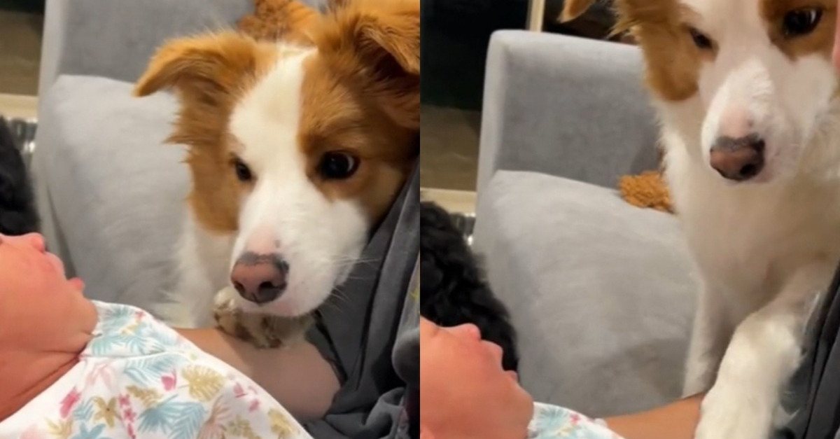 Une Border Collie D couvre Le Nouveau B b De La Famille Et Fait Preuve une-border-collie-d-couvre-le-nouveau-b-b-de-la-famille-et-fait-preuve