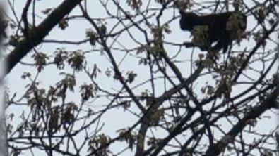 Illustration : "Bloqué dans un arbre depuis plusieurs jours, un chat reçoit l’aide de deux jeunes garçons déterminés"
