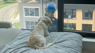 Illustration : Voyant pour la première fois un laveur de vitres devant sa fenêtre, un Golden Retriever manifeste sa joie mêlée de curiosité (vidéo)
