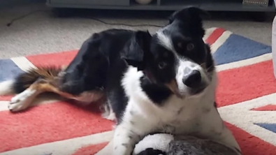 Illustration : "Ce chien a une excellente mémoire et connaît par cœur les noms de ses 231 jouets (vidéo)"