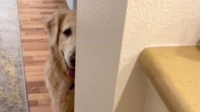 Illustration : Les propriétaires d’une Golden Retriever de 9 ans avec un diagnostic de démence lui témoignent son amour en poursuivant le même quotidien (vidéo)