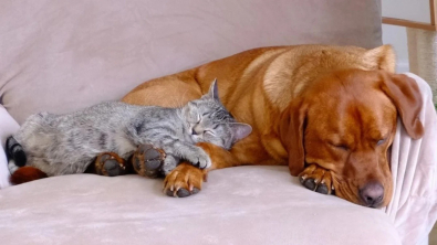 Illustration : "Une Labrador Retriever décide de se servir du tour qu’elle vient d’apprendre pour tendre un piège à sa sœur chat (vidéo)"