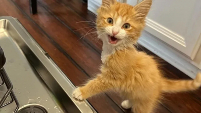 Illustration : Un chaton résilient recueilli par une mère d’accueil se découvre une passion étonnante pour le lave-vaisselle