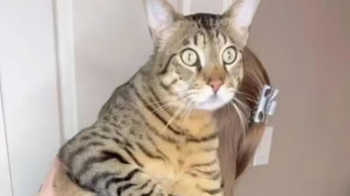 Illustration : "La maîtresse d’un chat à la taille particulièrement imposante partage son quotidien hors du commun sur les réseaux sociaux (vidéo)"