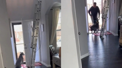 Illustration : "Un chien réserve un accueil des plus chaleureux à un peintre venu chez ses propriétaires (vidéo)"