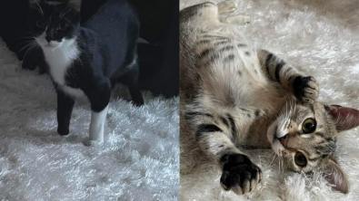 Illustration : "Promis à un plus bel avenir, deux chatons se rendent compte qu’ils n’ont finalement pas affaire à leur famille définitive"