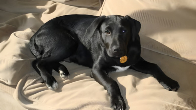 Illustration : "Oscar, le Labrador amateur d’œufs, a réservé la plus adorable des surprises à ses maîtres"