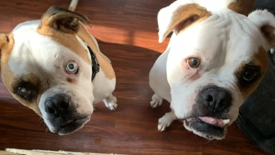 Illustration : "Deux chiens dont un aveugle se soutiennent mutuellement dans l’errance avant de trouver un foyer pour prendre soin d’eux"