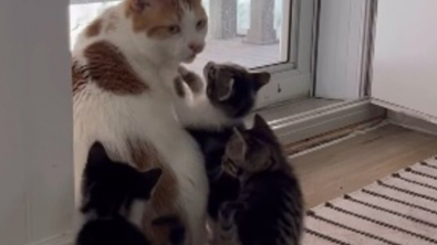 Illustration : "Adopté par une famille d’accueil, ce chat s’associe quotidiennement à la prise en soins des chatons recueillis (vidéo)"