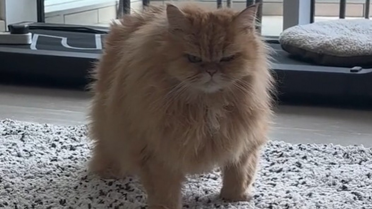 Ce chat capricieux sait comment se faire obéir pour être chouchouté par ...