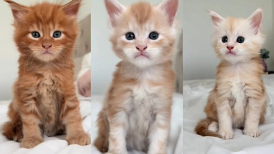Illustration : Une éleveuse de Maine Coons dévoile une adorable portée de 3 chatons roux aux motifs uniques (vidéo)