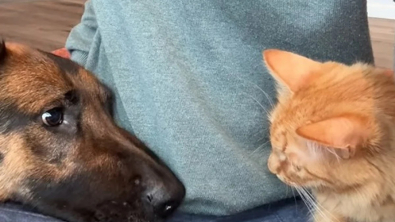 Illustration : "Cette chienne fascinée par les chats suit partout son ami félin "