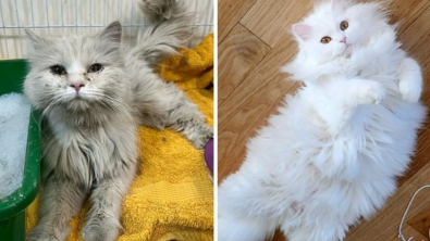Illustration : 10 photos de chats métamorphosés par leur adoption